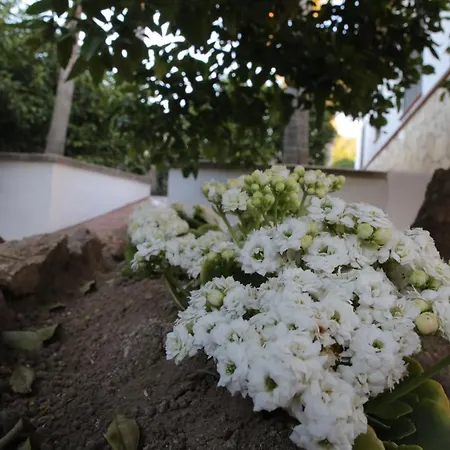 Casa Rural Tipica Andaluza Country house *